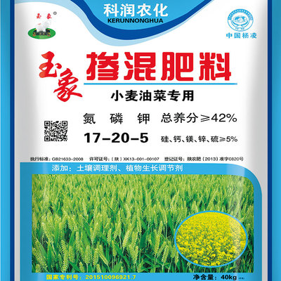 小麦图片